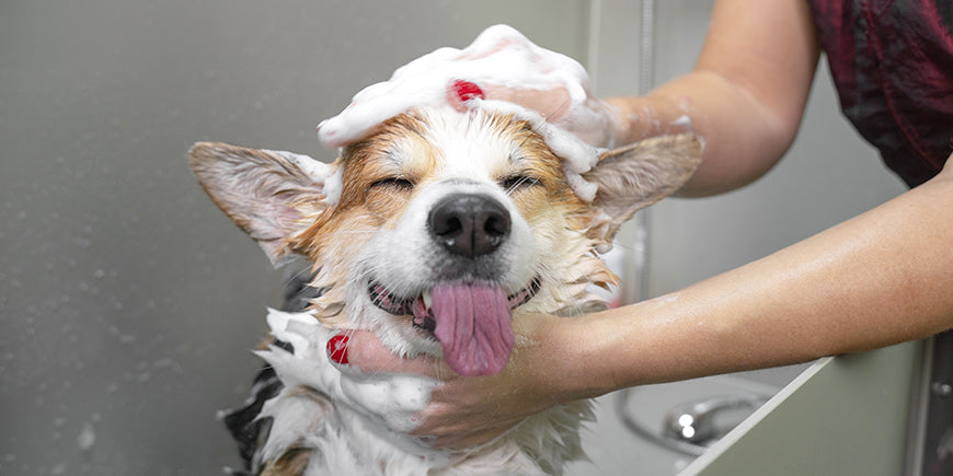 From Dull to Dazzling: How Raw Feeding Transforms Coats and Skin