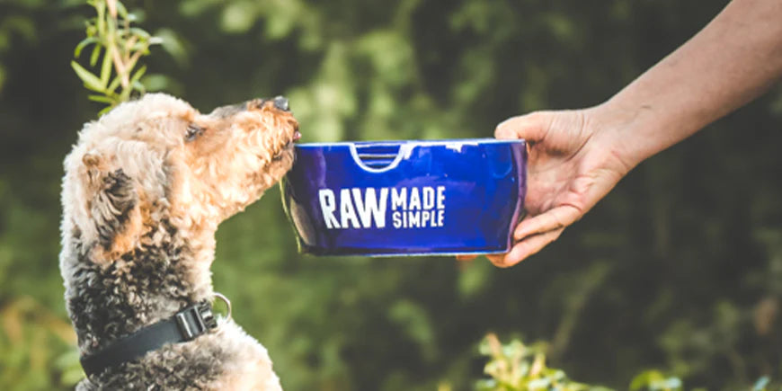 Feeding for Life Stages — Puppies, Adults, and Seniors