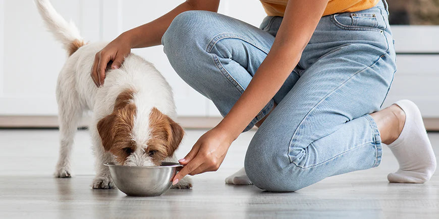 How to Transition Your Dog to a Raw Diet - A Gentle, Kay‑Approved Guide